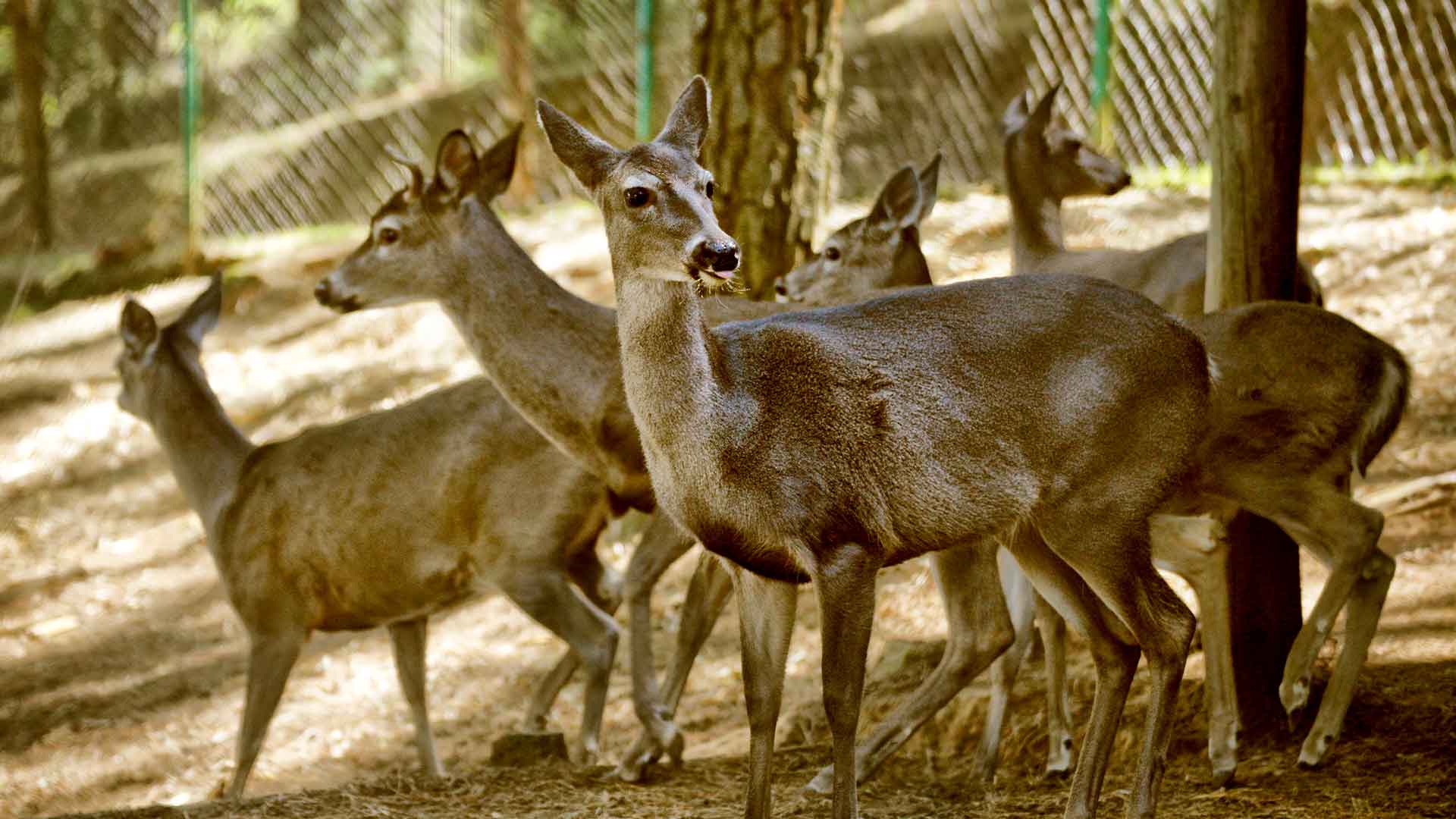 El-Bosque-del-ciclo-verde-Noel-carrusel-escoge-y-corta-3.jpg