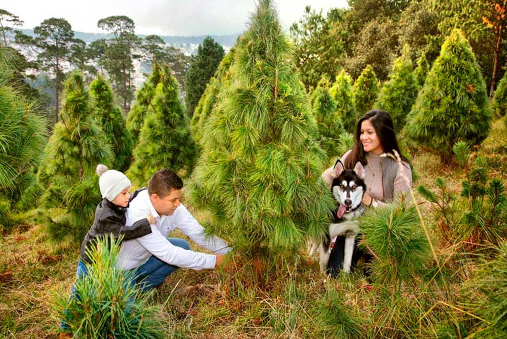 El-Bosque-del-ciclo-verde-Escoge-y-corta-11