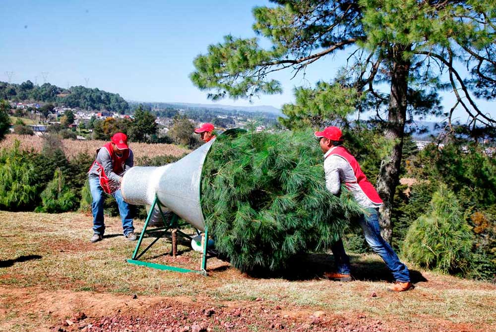 El-Bosque-del-ciclo-verde-Escoge-y-corta-12