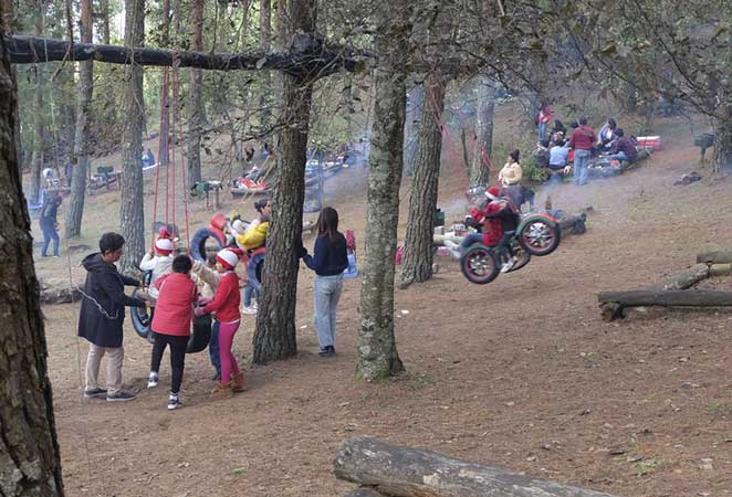 Arboles-escoge-y-corta-23
